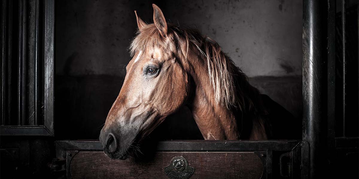 How to install Horsemate stable bedding Proviro Group