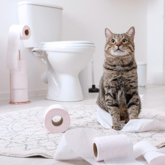 Why You Shouldn't Flush Cat Litter Down the Toilet Proviro Group