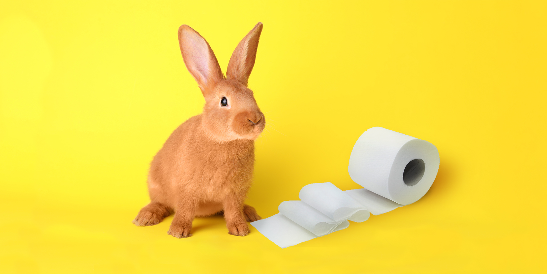 Can Rabbits Be Toilet Trained? Proviro Group