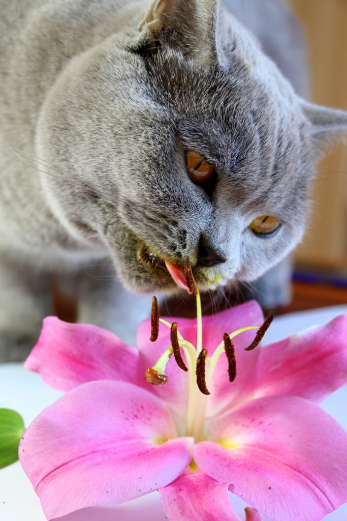 Cat licking Lilly flower