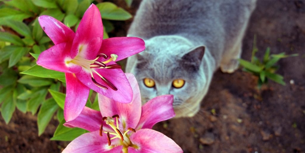 Cat looking up to a Lilly flower