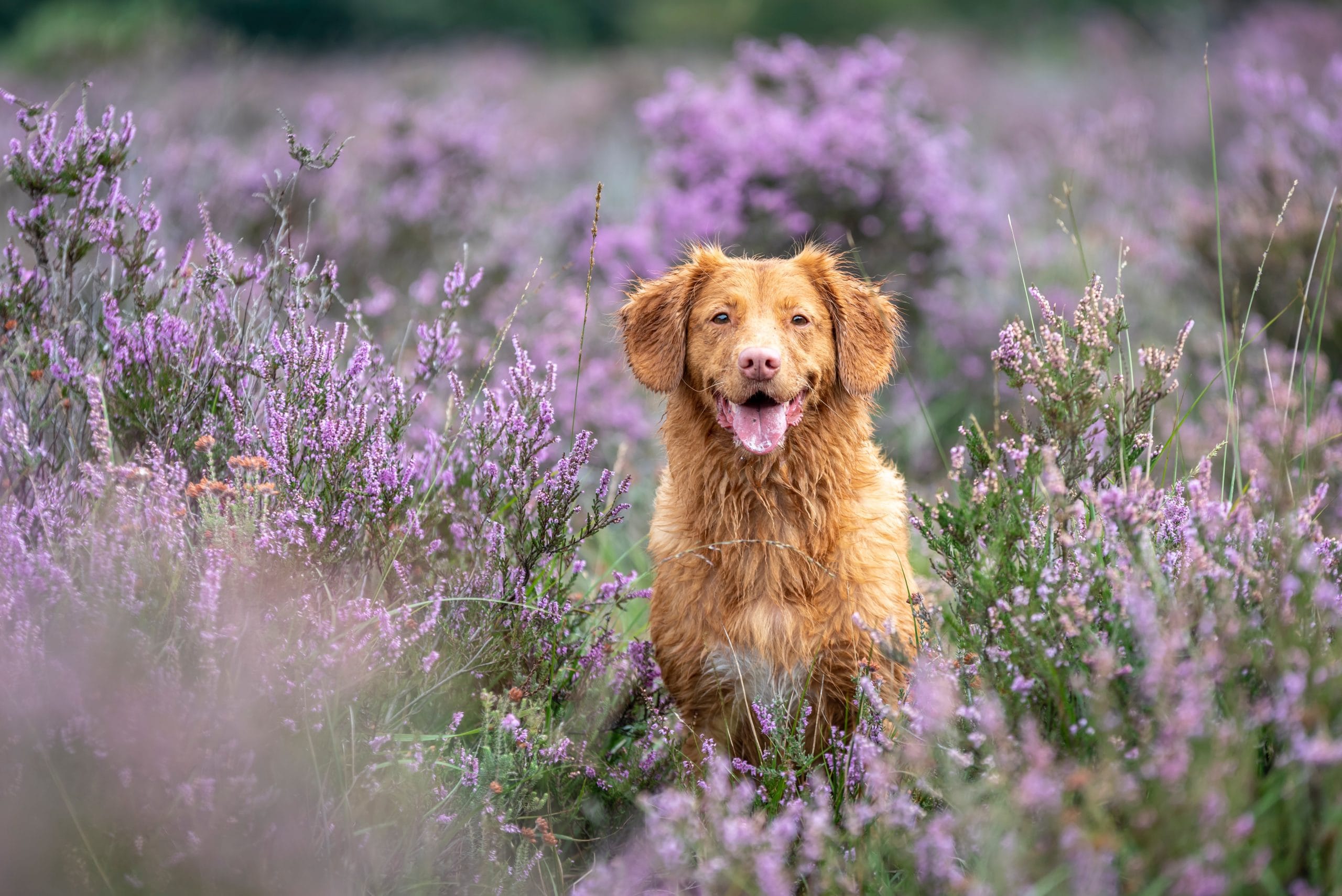Dog sitting in lavender field