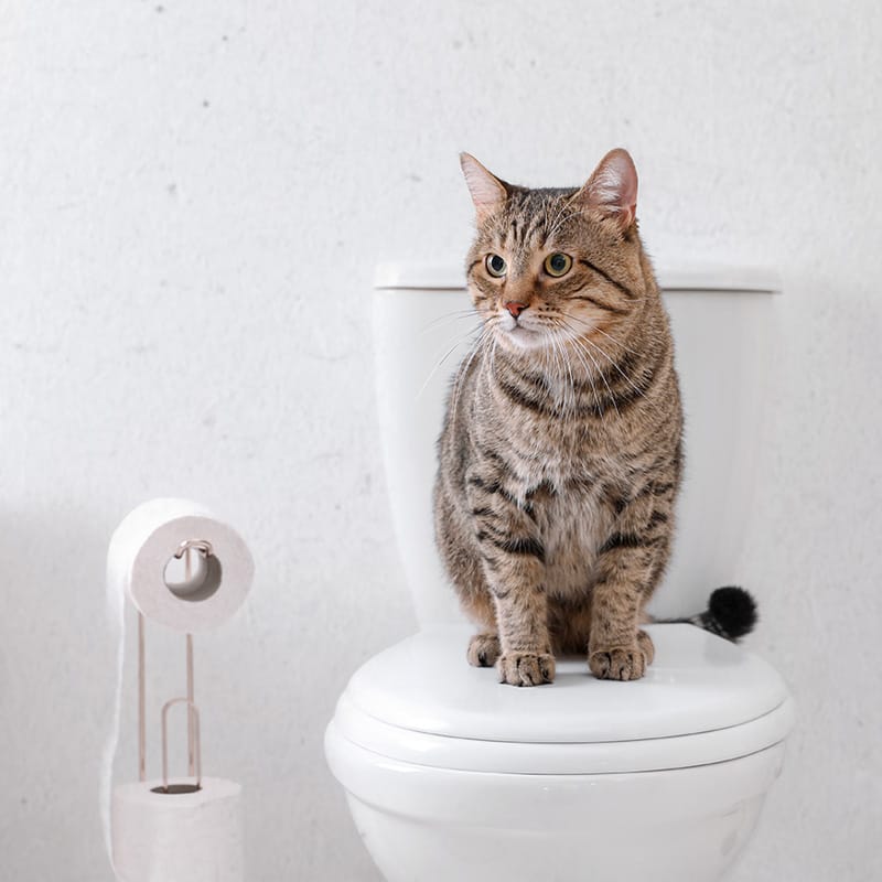 Cat sitting on the toilet