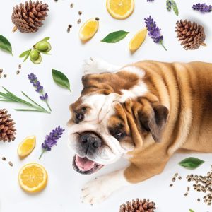 Dog surrounded by botanical products